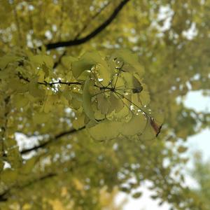 麻豆免费视频网站
